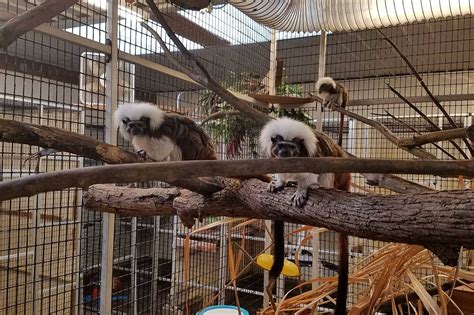 Black pine animal sanctuary - Black Pine is a 501c3 non-profit exotic animal sanctuary. Over 80 rescued and retired former "pets" and performers reside at this rural northeast Indiana refuge. We do not buy, sell, breed or ...